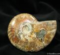 Inch Ammonite From Madagascar #1051-1